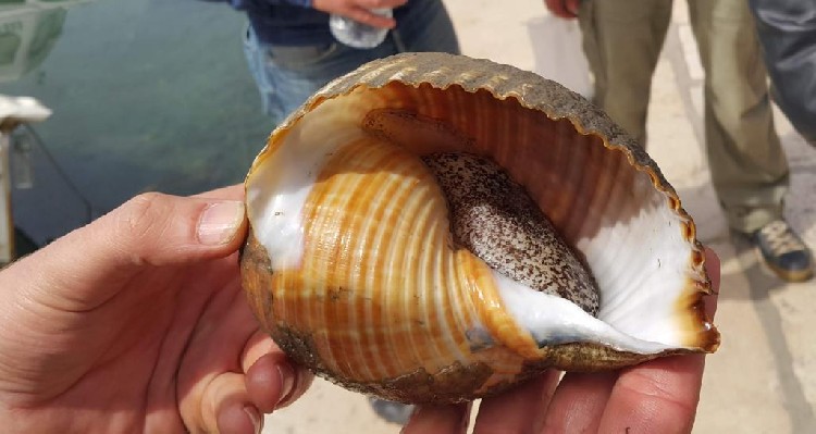 Пойманный в Ровине моллюск бочечка. Фото: Glasistre.hr