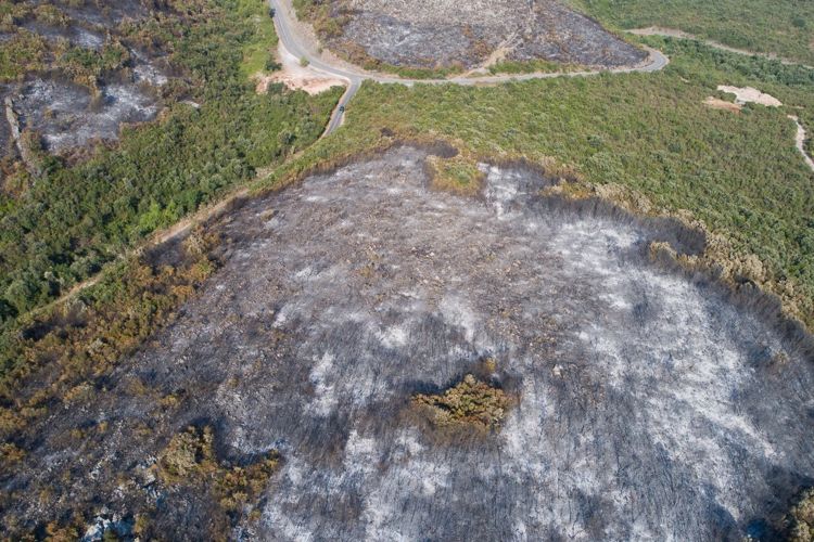 Окрестности поселка Бигова на полуострове Луштица после пожара