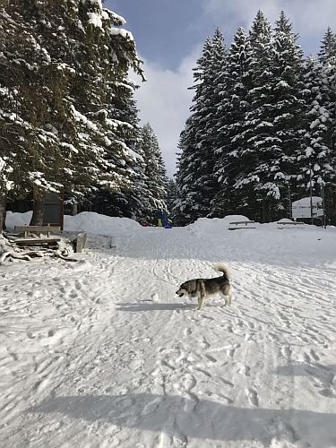 Черное озеро в январе 2019 года