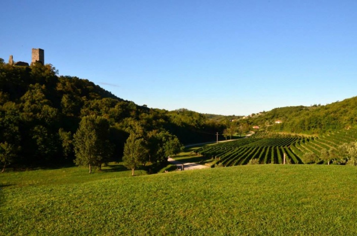Истрия. Фото: Facebook, Istrian Wine Run
