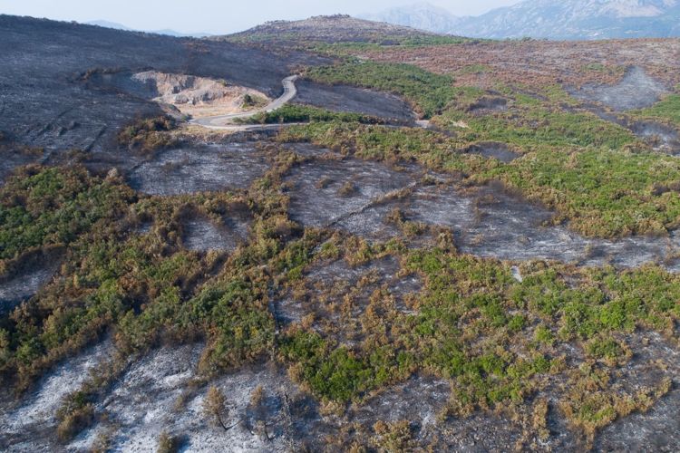 Окрестности поселка Бигова на полуострове Луштица после пожара