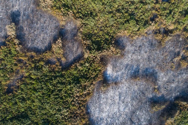 Окрестности поселка Бигова на полуострове Луштица после пожара