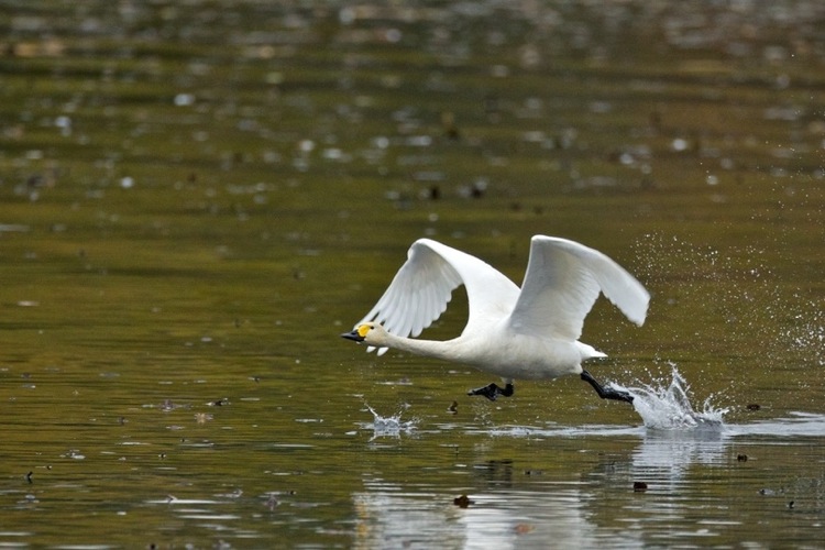 Лебедь из Сибири на Плавском озере. Фото: CZIP 