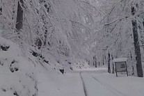 Национальный парк «Биоградска гора». Фото: NP Biogradska gora