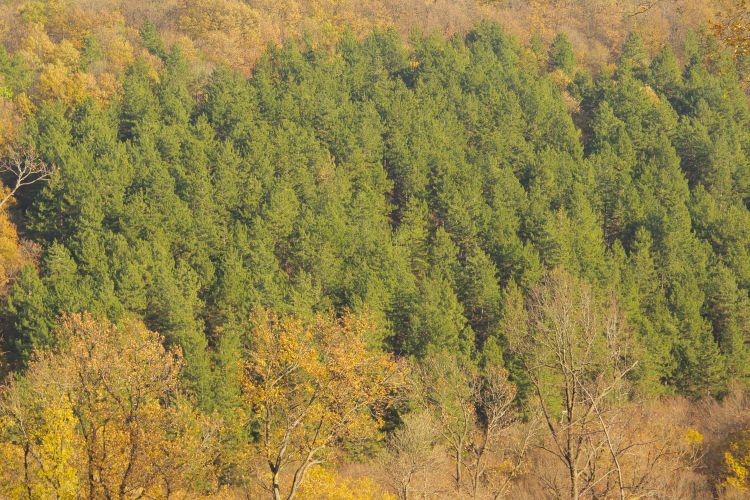 Национальный парк &laquo;Фрушка-Гора&raquo; в&nbsp;ноябре 2016&nbsp;г.