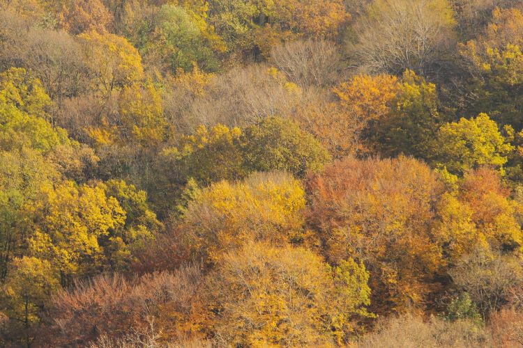 Национальный парк &laquo;Фрушка-Гора&raquo; в&nbsp;ноябре 2016&nbsp;г.