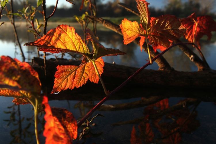 Утро на Дунае в ноябре 2016 года