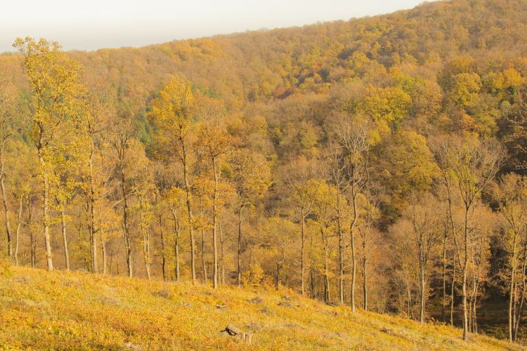 Национальный парк &laquo;Фрушка-Гора&raquo; в&nbsp;ноябре 2016&nbsp;г.