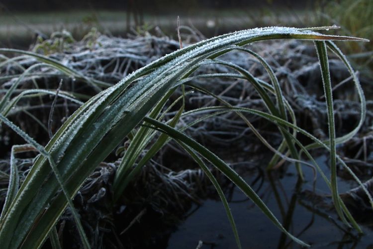 Утро на Дунае в ноябре 2016 года