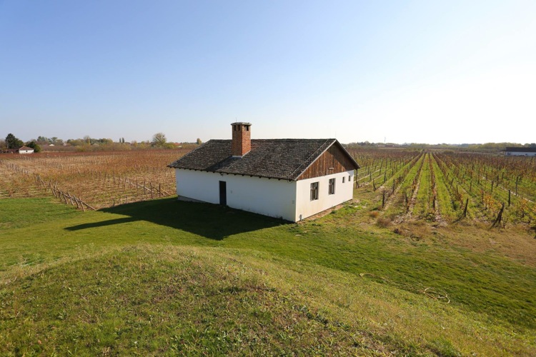 Винодельческое хозяйство в Воеводине