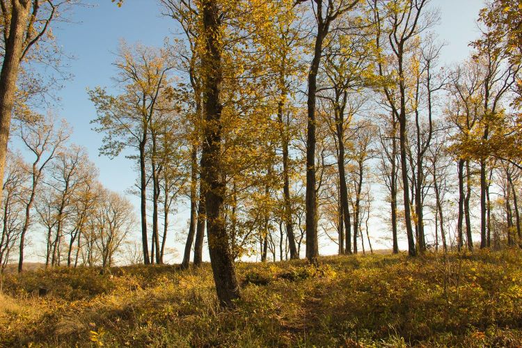 Национальный парк &laquo;Фрушка-Гора&raquo; в&nbsp;ноябре 2016&nbsp;г.