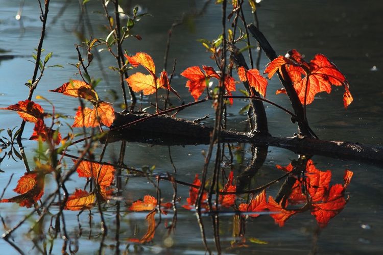 Утро на Дунае в ноябре 2016 года