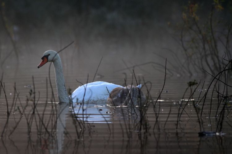 Утро на Дунае в ноябре 2016 года