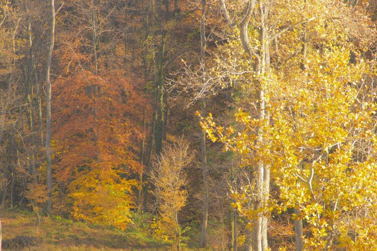 Национальный парк &laquo;Фрушка-Гора&raquo; в&nbsp;ноябре 2016&nbsp;г.